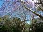 jacaranda-2010 022